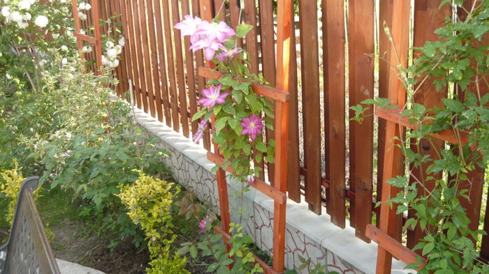 105 - clematite infloriri