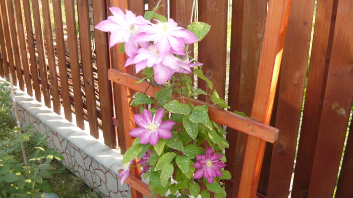 106 - clematite infloriri