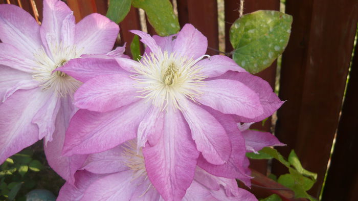 107 - clematite infloriri