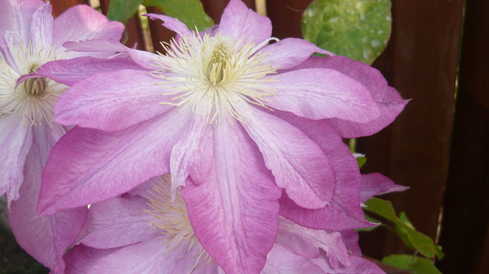 108 - clematite infloriri