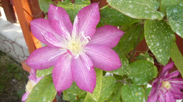 109 - clematite infloriri