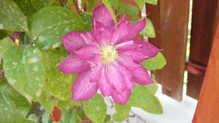 110 - clematite infloriri