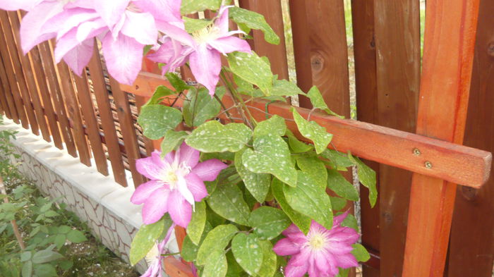 139 - clematite infloriri