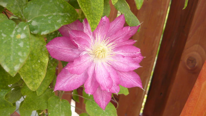 140 - clematite infloriri