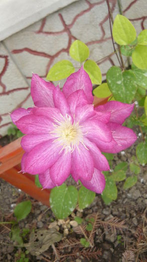 141 - clematite infloriri