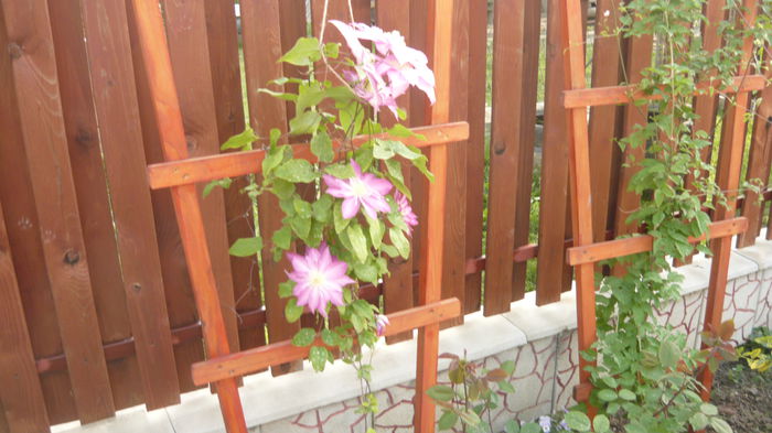 144 - clematite infloriri