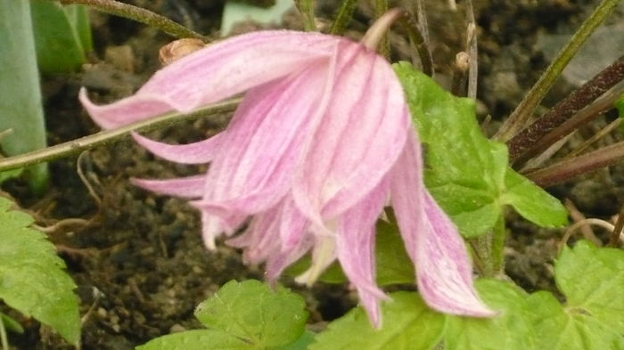 051 - clematite infloriri