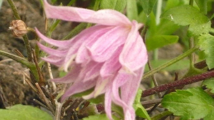 052 - clematite infloriri