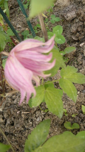 171 - clematite infloriri