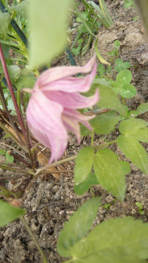 173 - clematite infloriri