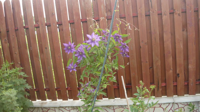 174 - clematite infloriri