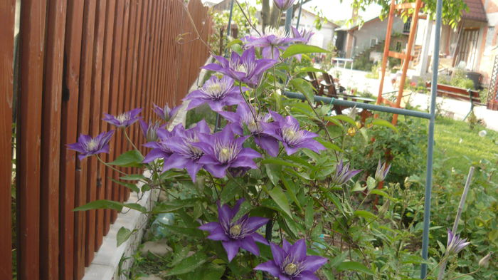 160 - clematite infloriri