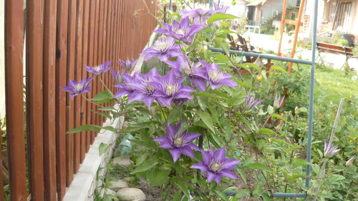 162 - clematite infloriri