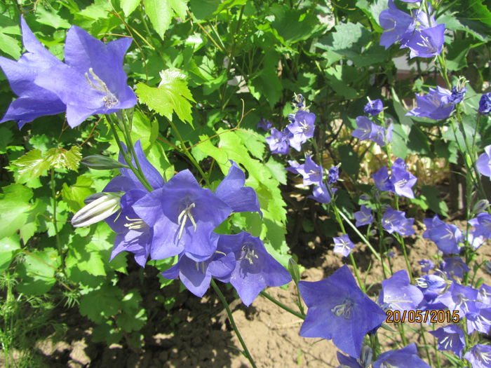 Campanula platycodon