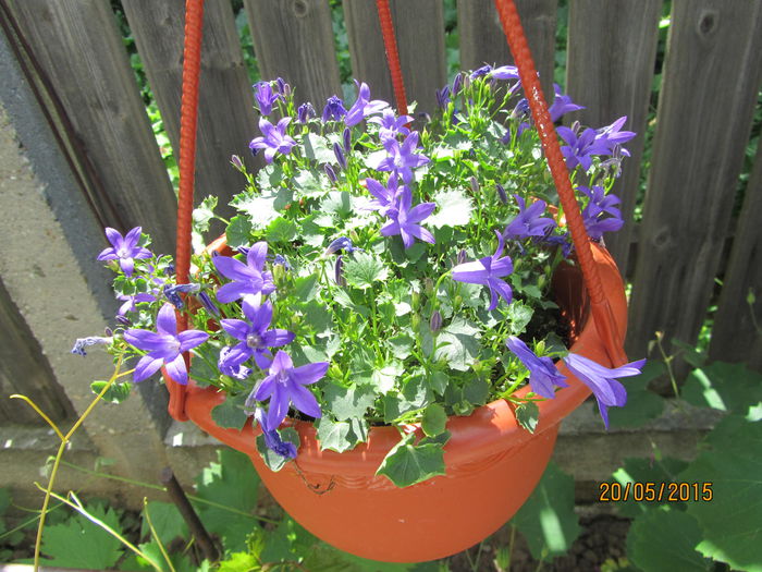 Campanula poscharskyana