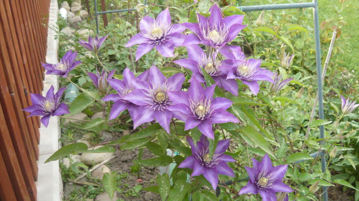 165 - clematite infloriri