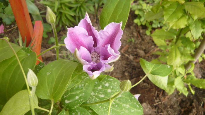123 - clematite infloriri