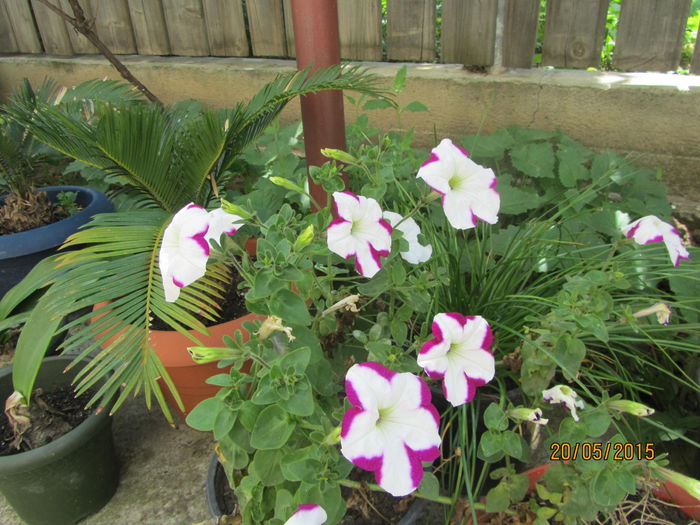 Petunie tinuta in casa peste iarna