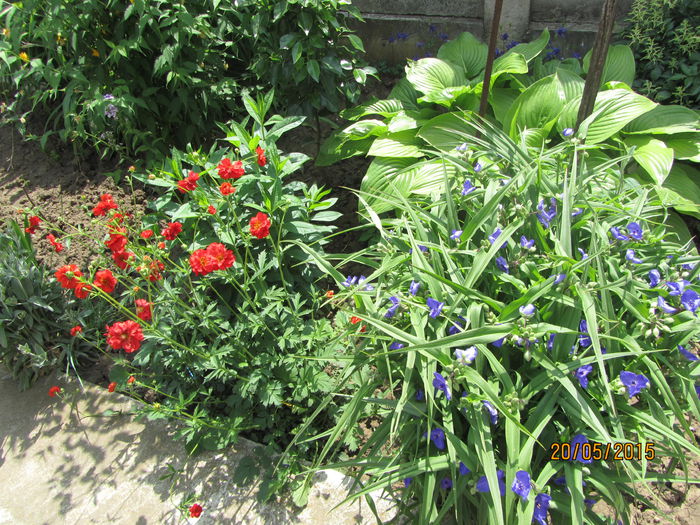 Geum si Tradescantia