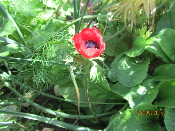 Ultima anemona de primavara