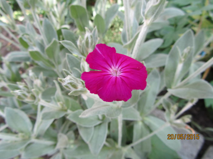 Lychnis coronaria