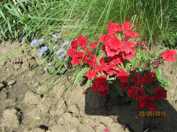 Verbina - Flori de gradina-2015Primavara