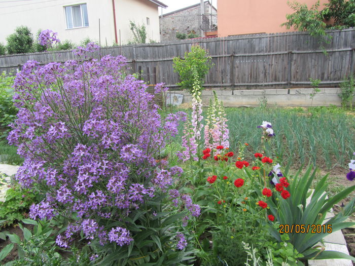 IMG_0265 - Flori de gradina-2015Primavara