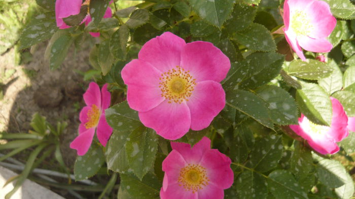 054 - Rosa Canina Kiese