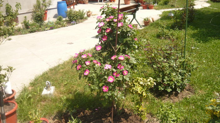 056 - Rosa Canina Kiese