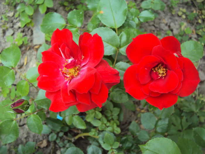 La Sevillana; ADR Anerkannte Deutsche Rose, Germania (1979)

Premiu AJJH, Prix-ul de la Rose, Association des Journalistes du Jardin et de l&#039;Horticultură, Franța (1980)


Locul 2, Bagatelle, Franța (1986)


Fl
