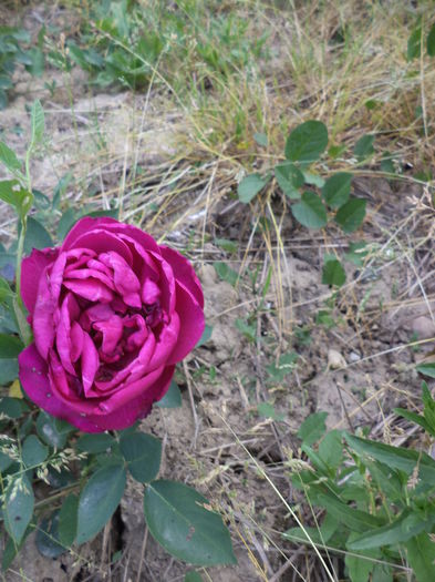 DSC03800