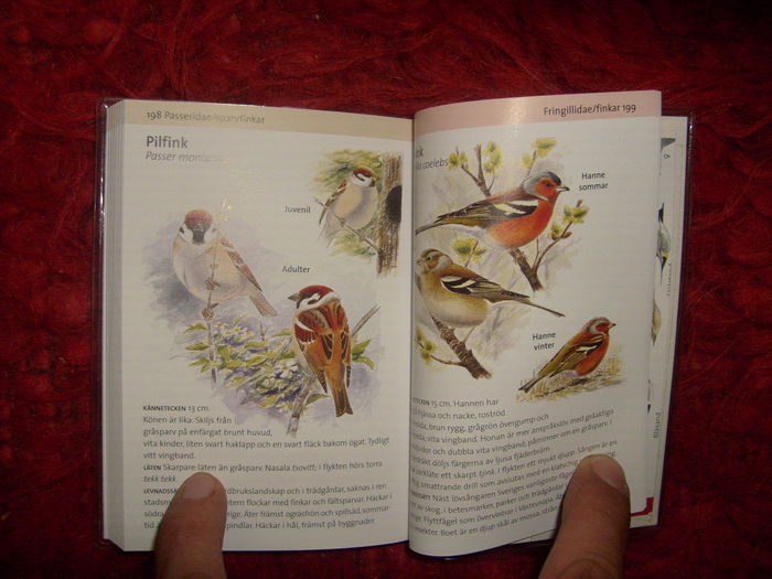 de foarte mici dimensiuni - L1 - Literatura - ornitologie