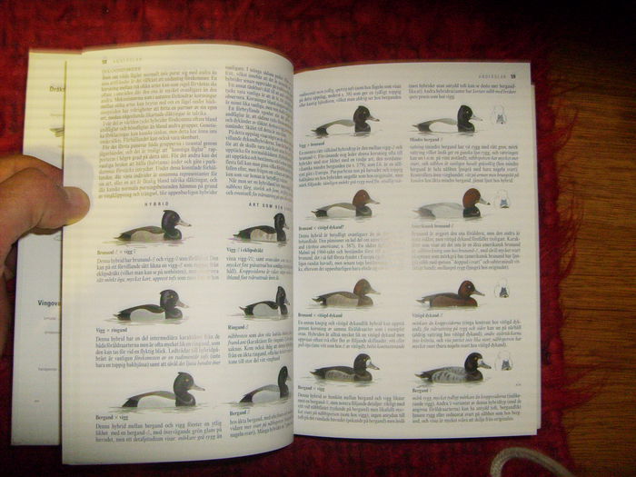 capitolul rate hibrizi - L1 - Literatura - ornitologie