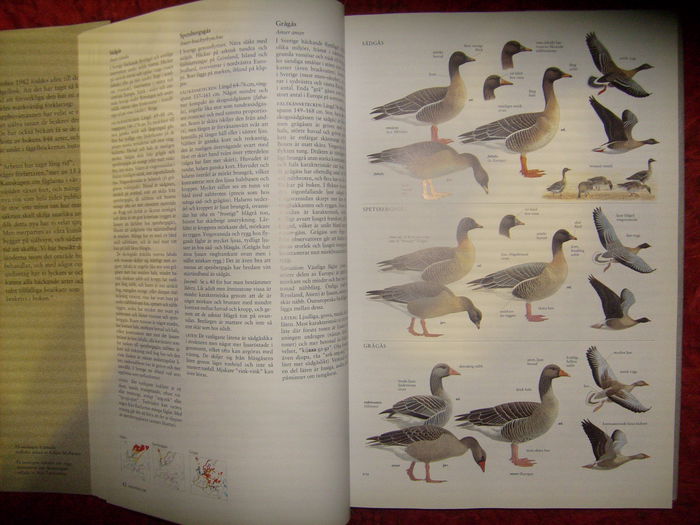 a aparut in 2 editii - L1 - Literatura - ornitologie