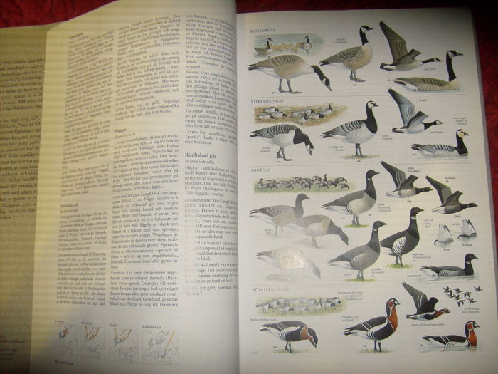 format A4 si format mai mic - L1 - Literatura - ornitologie