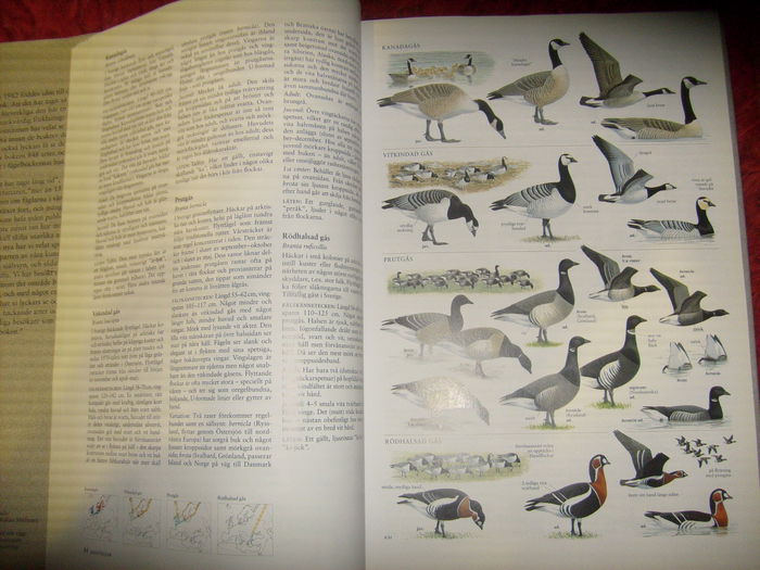 format A4 si format mai mic