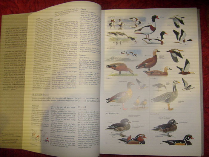 prezinta pasarile din Europa - L1 - Literatura - ornitologie