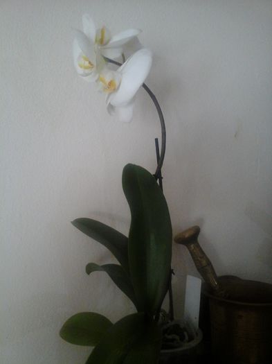 20150219_105128 - orhidee