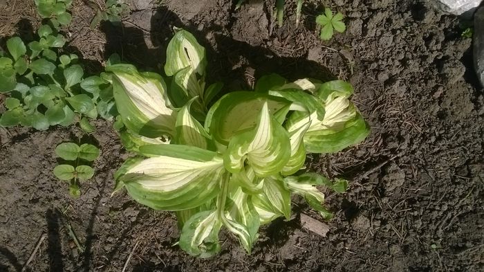 WP_20150510_007 - hosta