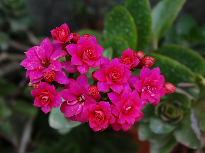DSC00726