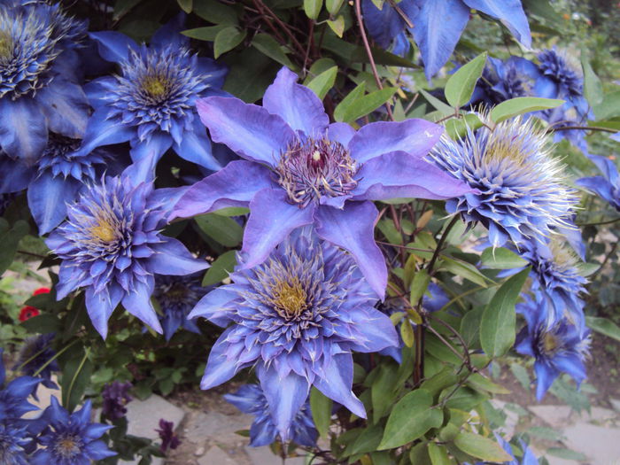 DSC07236 - 1 Clematite 2015