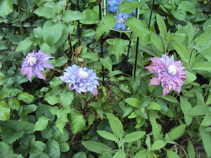 Diamantina - 1 Clematite 2015