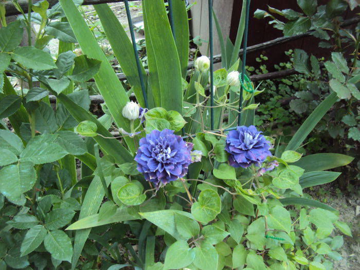 Kiri te kanawa - 1 Clematite 2015