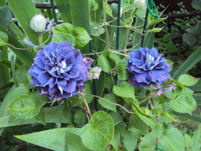 DSC07032 - 1 Clematite 2015