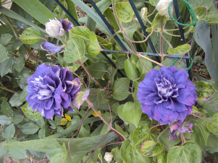 DSC07033 - 1 Clematite 2015