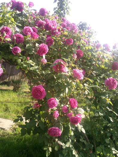 Photo3802 - 2015 Gradina de roze