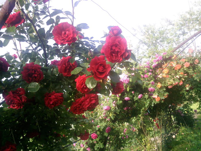 Photo3820 - 2015 Gradina de roze