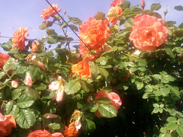 Photo3822 - 2015 Gradina de roze
