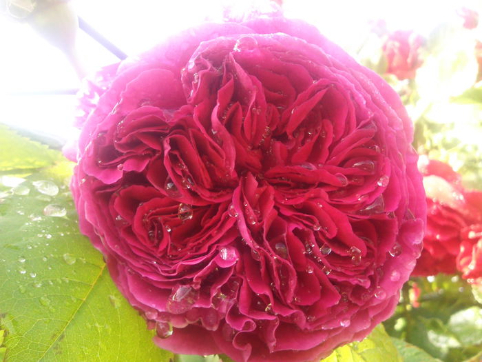 Photo3823 - 2015 Gradina de roze