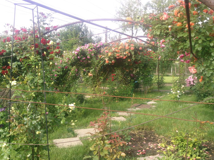 Photo3824 - 2015 Gradina de roze